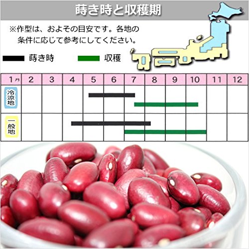 Amazon.co.jp: インゲン 種子 本金時 ツル無し いんげん 40ml